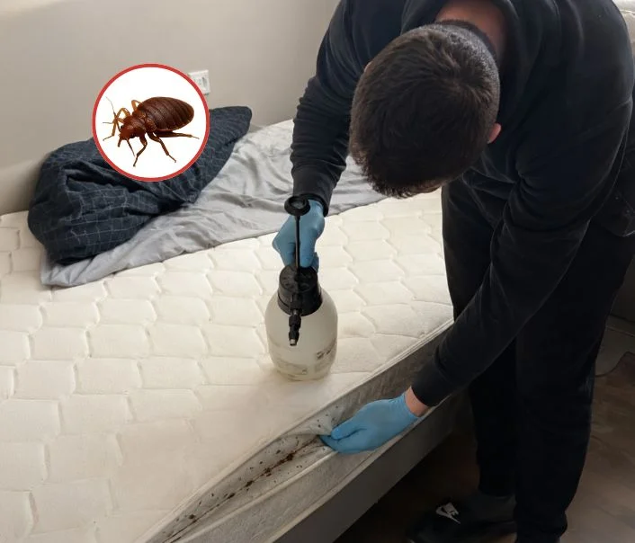 Technicien traitant un matelas contre les punaises de lit à Herblay-sur-Seine